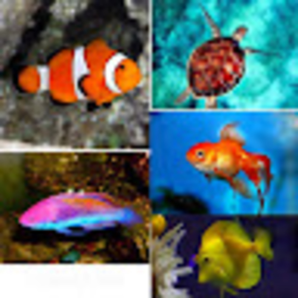 Meet your Posher, Karen